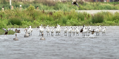 BUITEN BEELD Foto: 416358