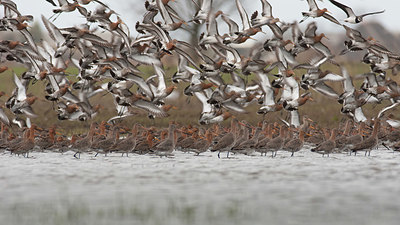 BUITEN BEELD Foto: 416359