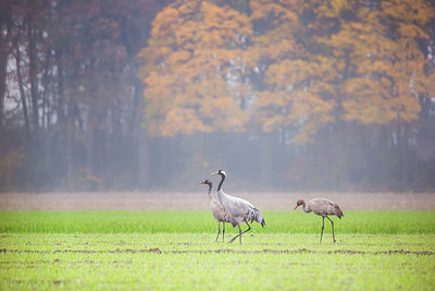 BUITEN BEELD Foto: 416368