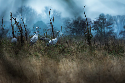 BUITEN BEELD Foto: 416375
