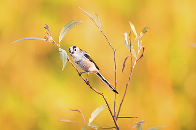 BUITEN BEELD Foto: 416379