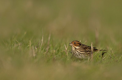 BUITEN BEELD Foto: 416393