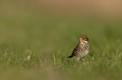 BUITEN BEELD Foto: 416394