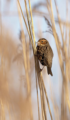 BUITEN BEELD Foto: 416398