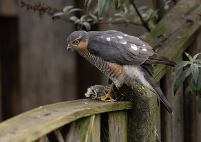 BUITEN BEELD Foto: 416399