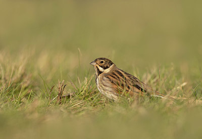 BUITEN BEELD Foto: 416409