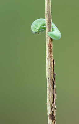 BUITEN BEELD Foto: 416415