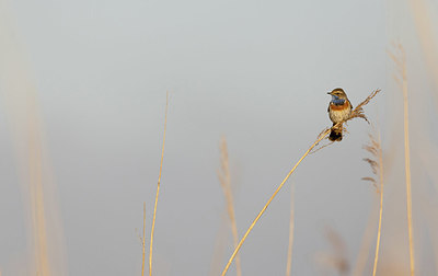 BUITEN BEELD Foto: 416426