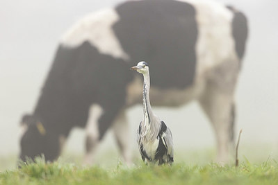 BUITEN BEELD Foto: 416431