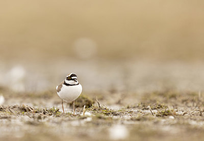 BUITEN BEELD Foto: 416446