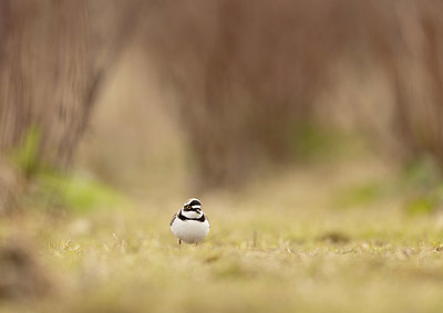 BUITEN BEELD Foto: 416447