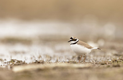 BUITEN BEELD Foto: 416448