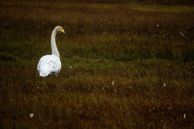 BUITEN BEELD Foto: 416456