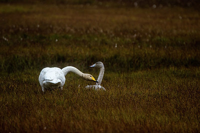 BUITEN BEELD Foto: 416457