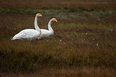 BUITEN BEELD Foto: 416459