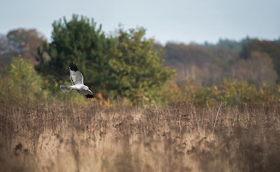 BUITEN BEELD Foto: 416469
