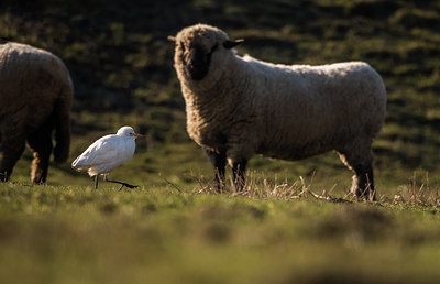 BUITEN BEELD Foto: 416481