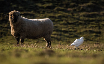 BUITEN BEELD Foto: 416482