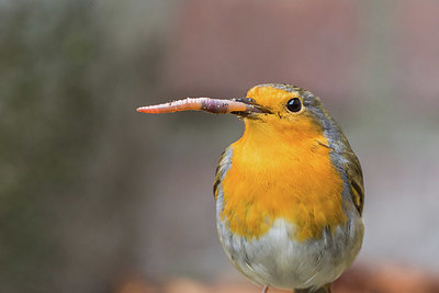 BUITEN BEELD Foto: 416487