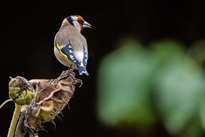 BUITEN BEELD Foto: 416488