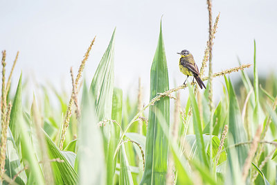 BUITEN BEELD Foto: 416496