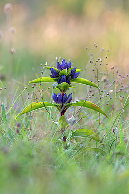 BUITEN BEELD Foto: 416520