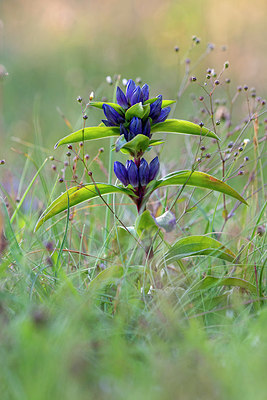 BUITEN BEELD Foto: 416522