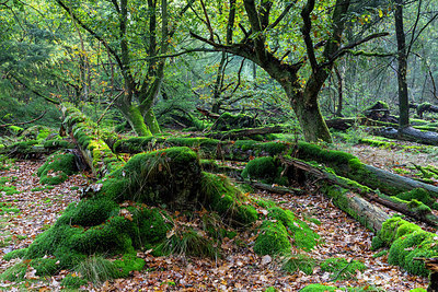 BUITEN BEELD Foto: 416562