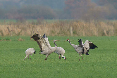 BUITEN BEELD Foto: 416576