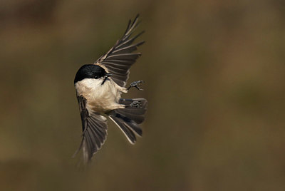 BUITEN BEELD Foto: 416590