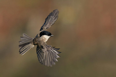 BUITEN BEELD Foto: 416592