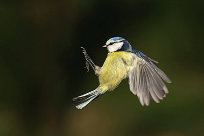 BUITEN BEELD Foto: 416600