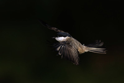 BUITEN BEELD Foto: 416603