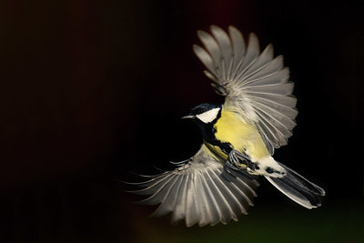 BUITEN BEELD Foto: 416612