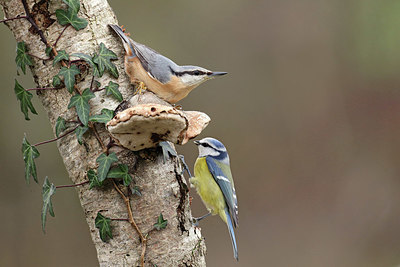 BUITEN BEELD Foto: 416622