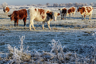 BUITEN BEELD Foto: 416632