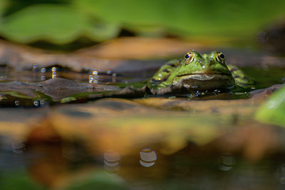 BUITEN BEELD Foto: 416653