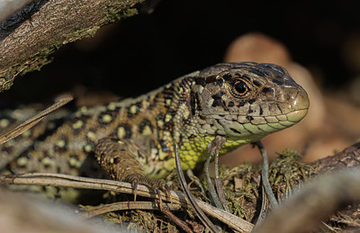 BUITEN BEELD Foto: 416656