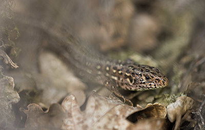 BUITEN BEELD Foto: 416658