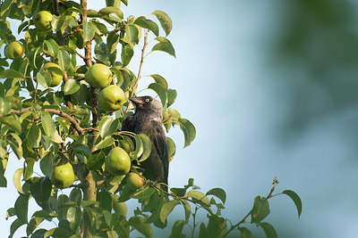 BUITEN BEELD Foto: 416669