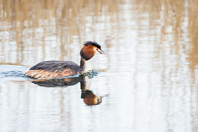 BUITEN BEELD Foto: 416672