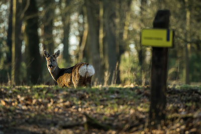 BUITEN BEELD Foto: 416696