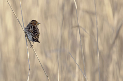 BUITEN BEELD Foto: 416723