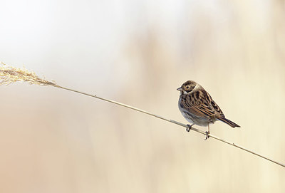 BUITEN BEELD Foto: 416730