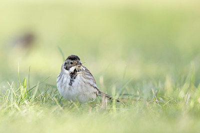 BUITEN BEELD Foto: 416731