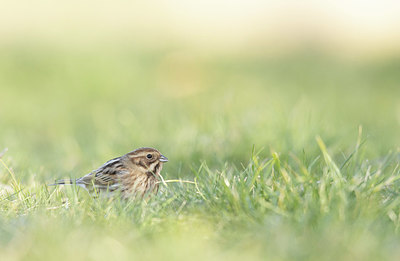 BUITEN BEELD Foto: 416732