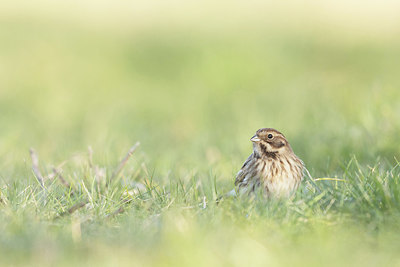 BUITEN BEELD Foto: 416733