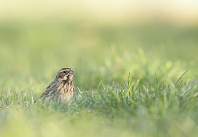 BUITEN BEELD Foto: 416734