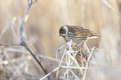 BUITEN BEELD Foto: 416735