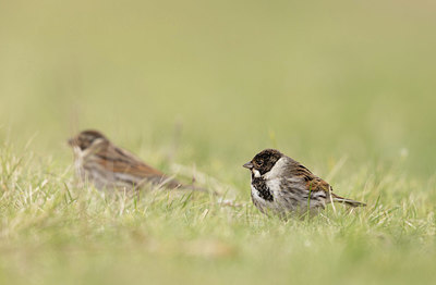 BUITEN BEELD Foto: 416739